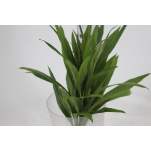 FOLH DRACENA POA FOLHA FINA
