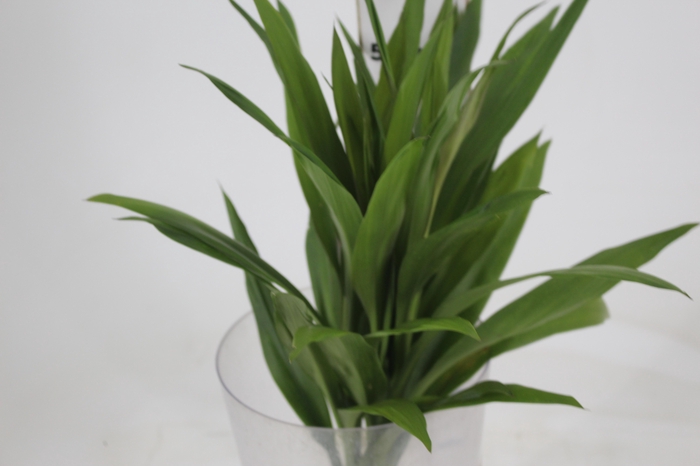 <h4>FOLH DRACENA POA FOLHA FINA</h4>