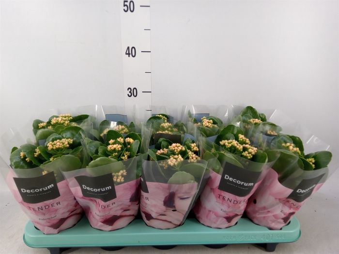 <h4>Kalanchoe blos. 'Serenity Apricot'</h4>