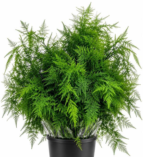 <h4>Asparagus Plumoses Spuntone</h4>