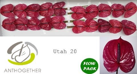 <h4>ANTH A UTAH</h4>
