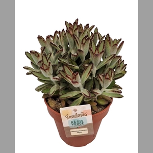 KALANCHOE TOMENTOSA