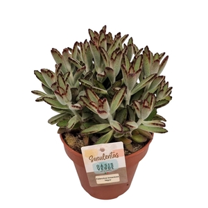 KALANCHOE TOMENTOSA