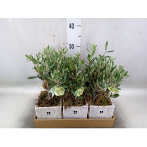 Arr.   Kamerplant Groen L%