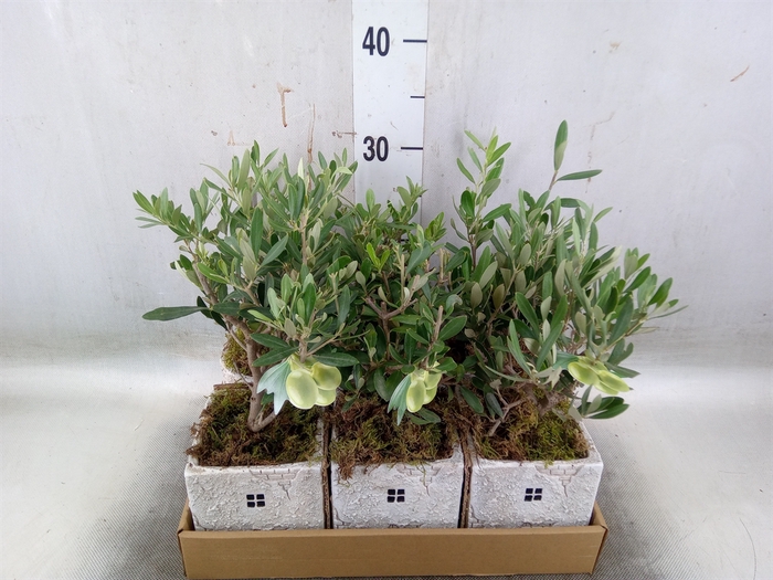 <h4>Arr.   Kamerplant Groen L%</h4>