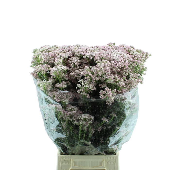 <h4>Ozothamnus Pink Panther</h4>