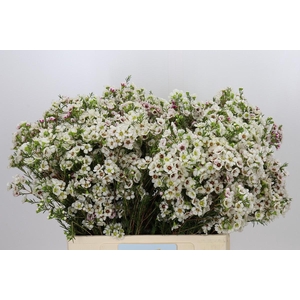 Chamelaucium Janelle