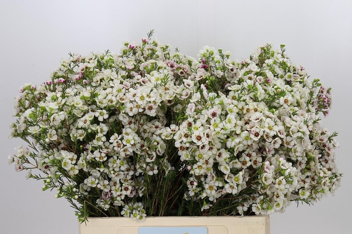 <h4>Chamelaucium Janelle</h4>