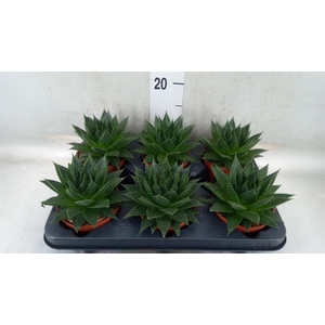 Aloe aristata 'Safari Ami'