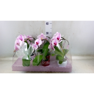 Phalaenopsis   ...rose