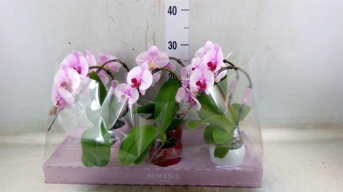 <h4>Phalaenopsis   ...rose</h4>