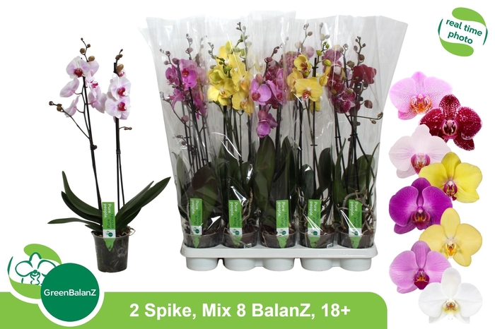 <h4>PHAL GEM 8 KL</h4>