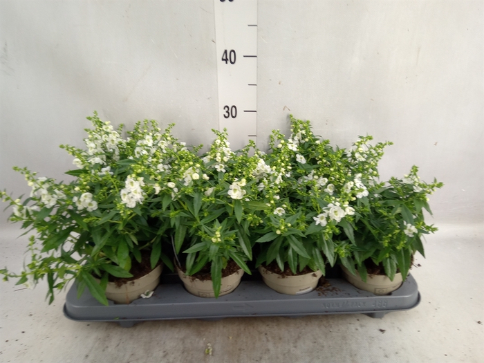 <h4>Angelonia  'Serena White'</h4>