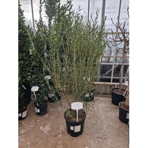 PHILLYREA AN GR LINE