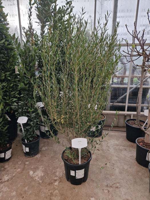 <h4>PHILLYREA AN GR LINE</h4>