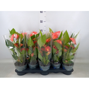 Anthurium andr. 'Orange King'