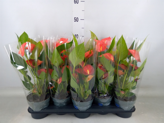<h4>Anthurium andr. 'Orange King'</h4>