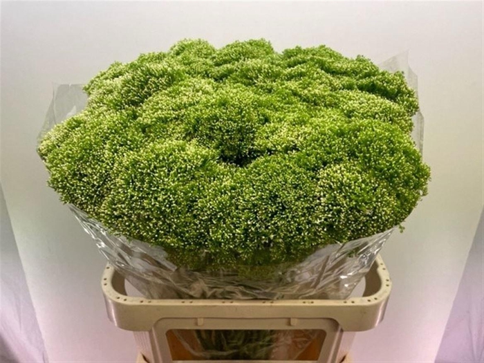 <h4>TRACH LAKE POWELL</h4>