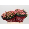 Hypericum Sweet Romance