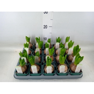 Hyacinthus orie. 'Pearl White'