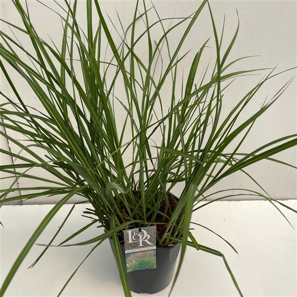 <h4>Graminées Miscanthus 'Kleine Silberspinne'</h4>