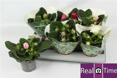 <h4>Sinn Sonata Gem</h4>