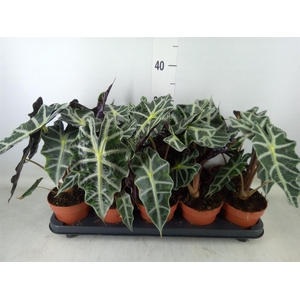 Alocasia amazonica 'Polly'