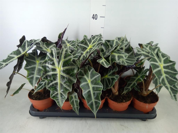 <h4>Alocasia amazonica 'Polly'</h4>