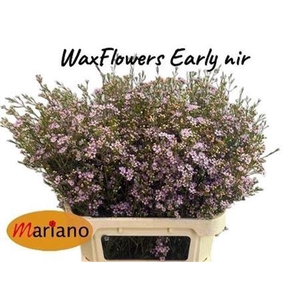 Chamelaucium Early Nir Pale Pink