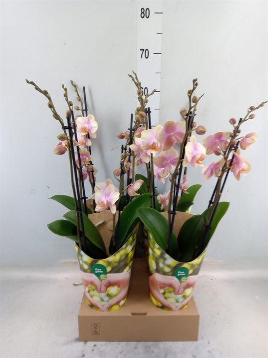 <h4>Phalaenopsis  'Peaches'</h4>