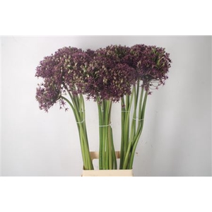 Allium Cherry