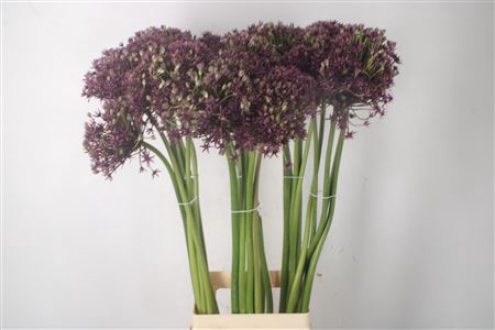 <h4>Allium Cherry</h4>