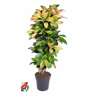 Codiaeum Mrs Iceton vertakt P31