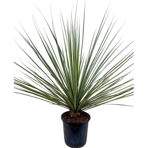 Palms   ...