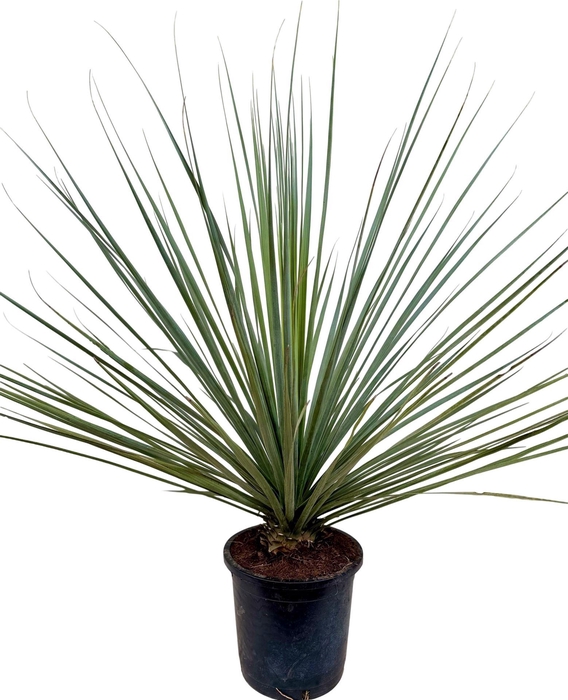 <h4>Palms   ...</h4>