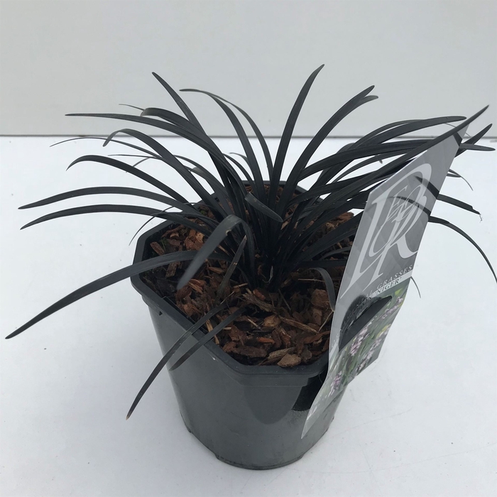 <h4>Ophiopogon planiscapus 'Niger'</h4>