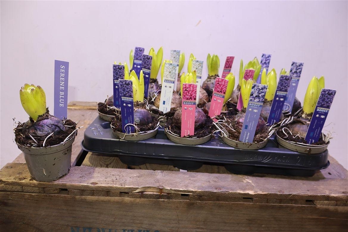 <h4>arr8 Hyacin Pear Gem 4 Kl</h4>