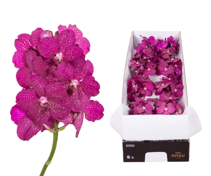 <h4>Vanda Magic Fuchsia X10</h4>
