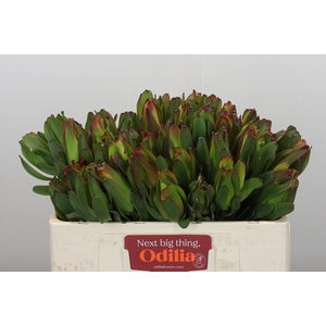 Leucadendron Laurel Yellow