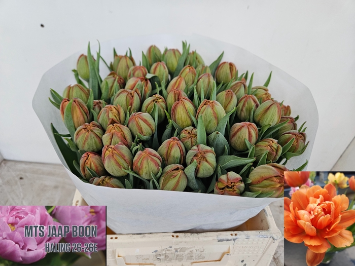 <h4>Tulipa do caracas</h4>