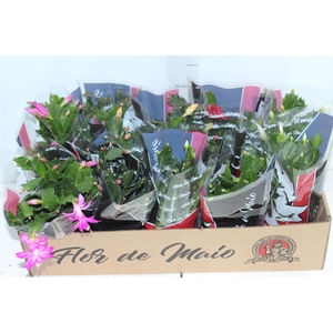 FLOR DE MAIO P11