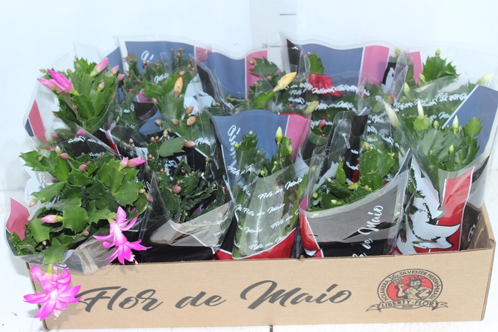 <h4>FLOR DE MAIO P11</h4>