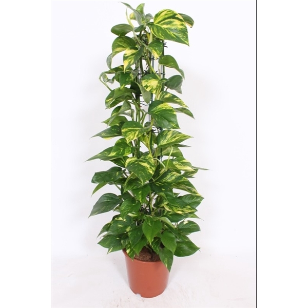 <h4>Epipremnum Aureum</h4>