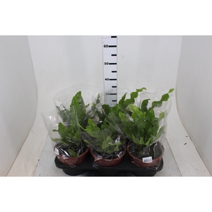 ASPLENIUM CROCODILO P19