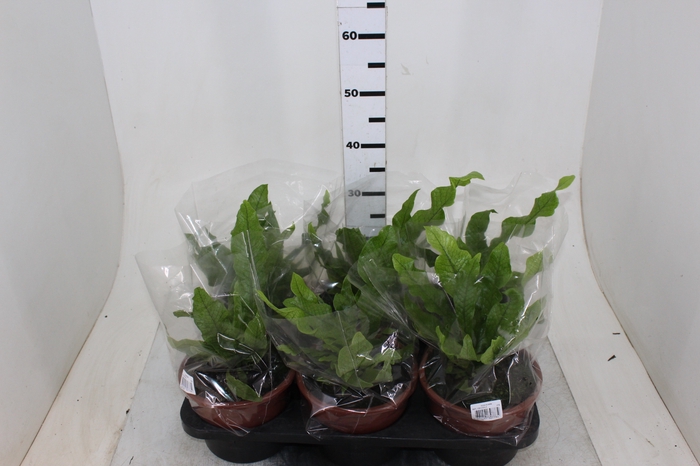 ASPLENIUM CROCODILO P19