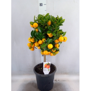 Citrus   ...