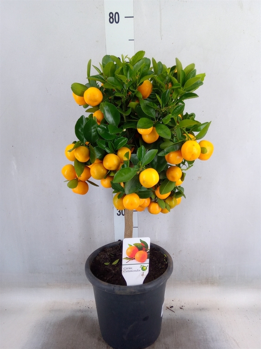 <h4>Citrus   ...</h4>