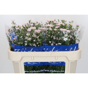 Aster Claudia