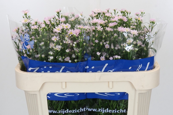 <h4>Aster Claudia</h4>