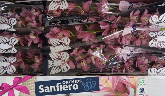 <h4>CYMB T CANDY</h4>